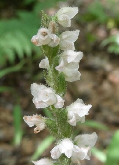 Rattlesnake Plantain &copy; © raffib128