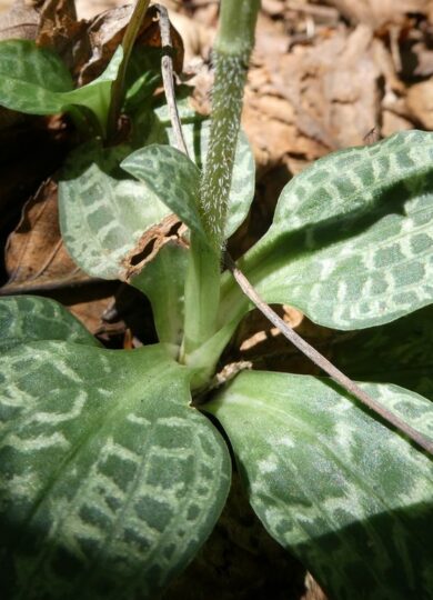 Rattlesnake Plantain &copy; © raffib128