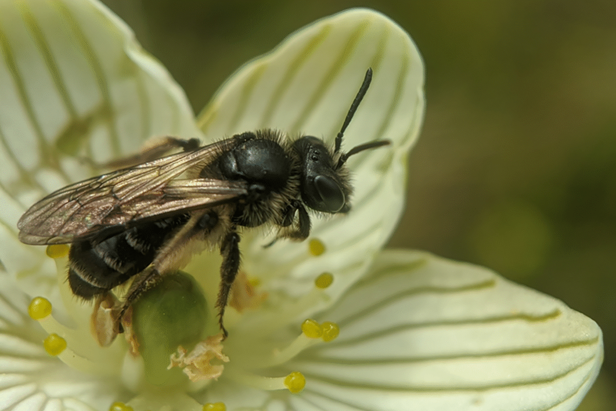 Parnassia Miner &copy; © Spencer Hardy