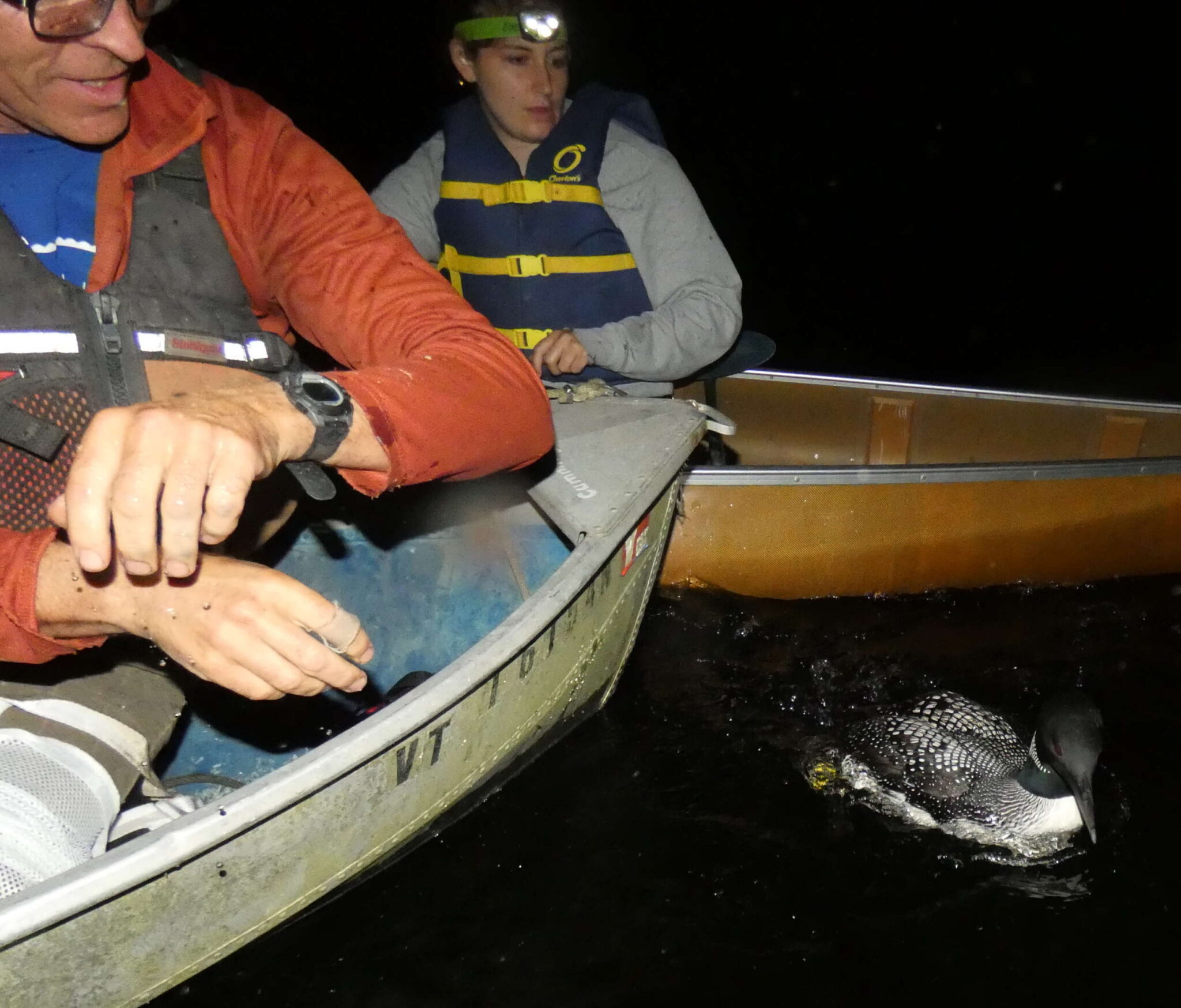 Banding Loons By Night
