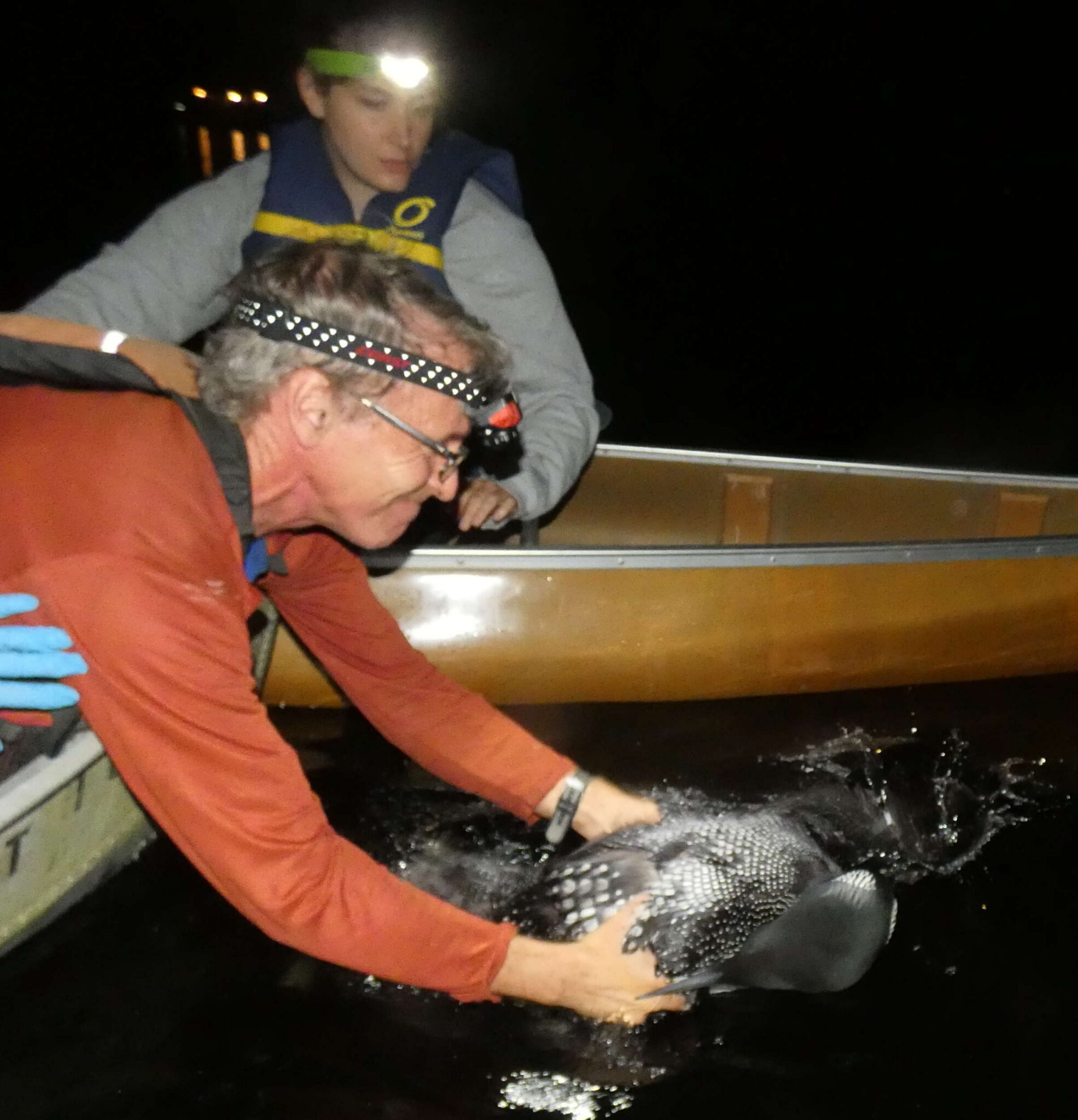 Banding Loons By Night