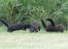 July 2022 Photo-observation of the Month