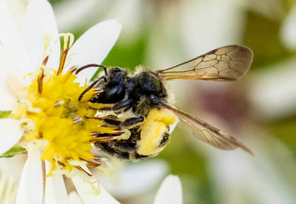 Roberval Miner (Andrena robervalensis) &copy; Lisa Cass - https://www.inaturalist.org/observations/98224844