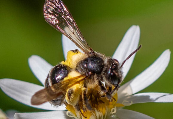 Roberval Miner (Andrena robervalensis) &copy; Lisa Cass - https://www.inaturalist.org/observations/98224844