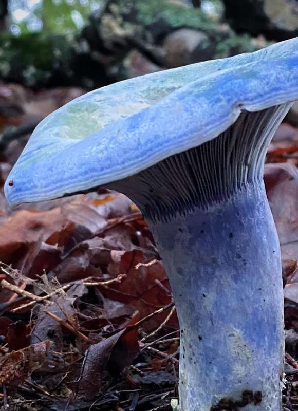 Indigo Milk Cap &copy; Meg Madden