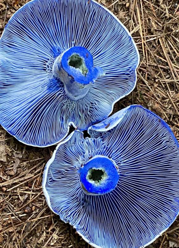 Indigo Milk Cap underneath. &copy; Meg Madden