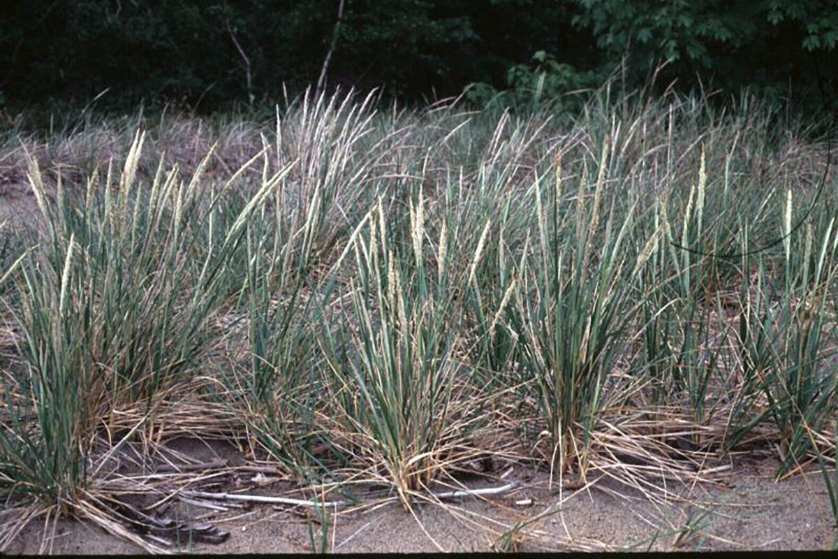 Champlain Beachgrass &copy; NY Natural Heritage