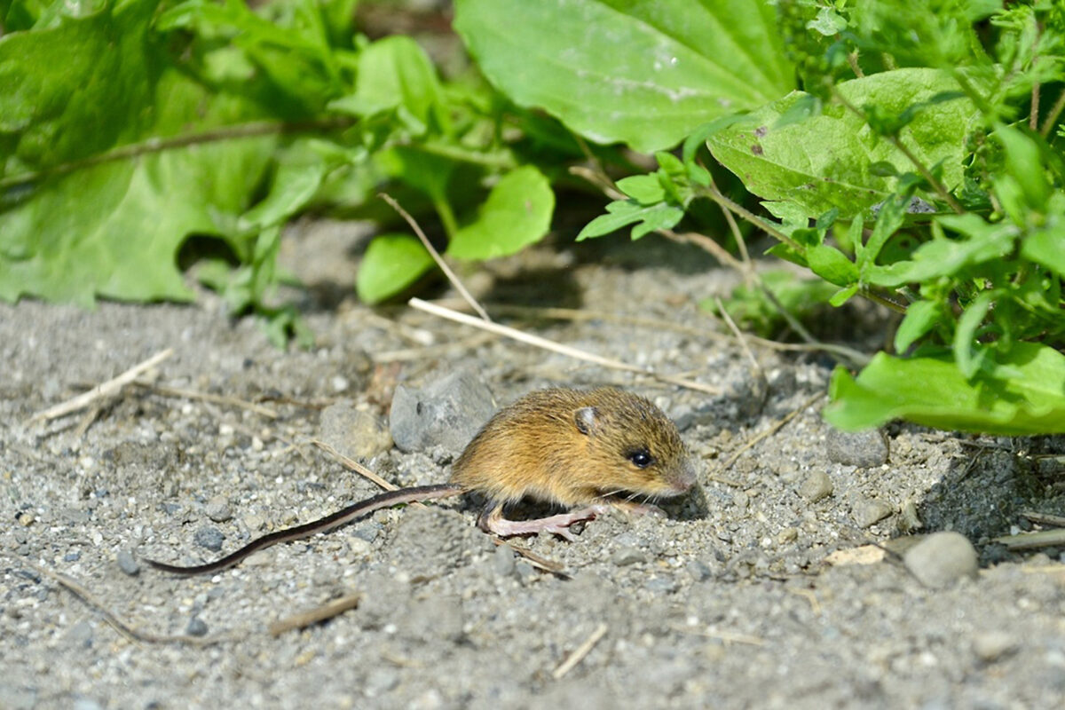 Meadow Jumping Mouse &copy; mellohrer - https://www.inaturalist.org/observations/18358158