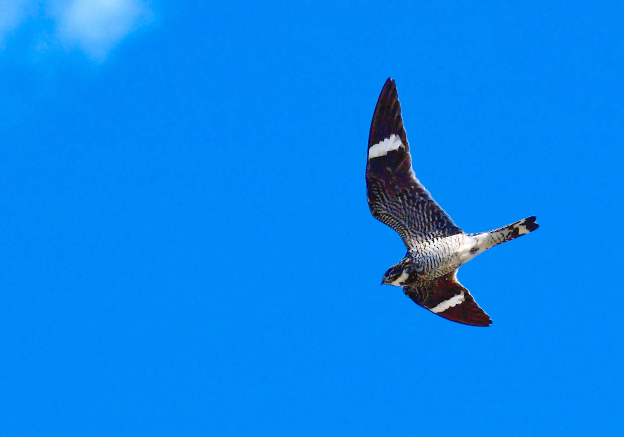 Common Nighthawk in flight.  &copy; Bryce Bradford - https://www.flickr.com/photos/brb_photography/