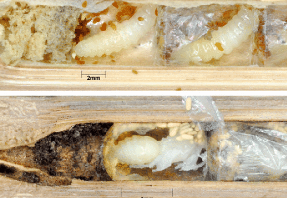 Masked bees as they appear for the colder half of the year. Larva on top and the pupal stage on the bottom. Note the eye and head about three mm to the right of the scale bar. &copy; Researchgate (unattributed)