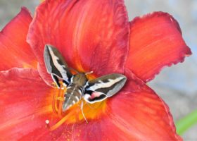 August 2022 Photo-observation of the Month