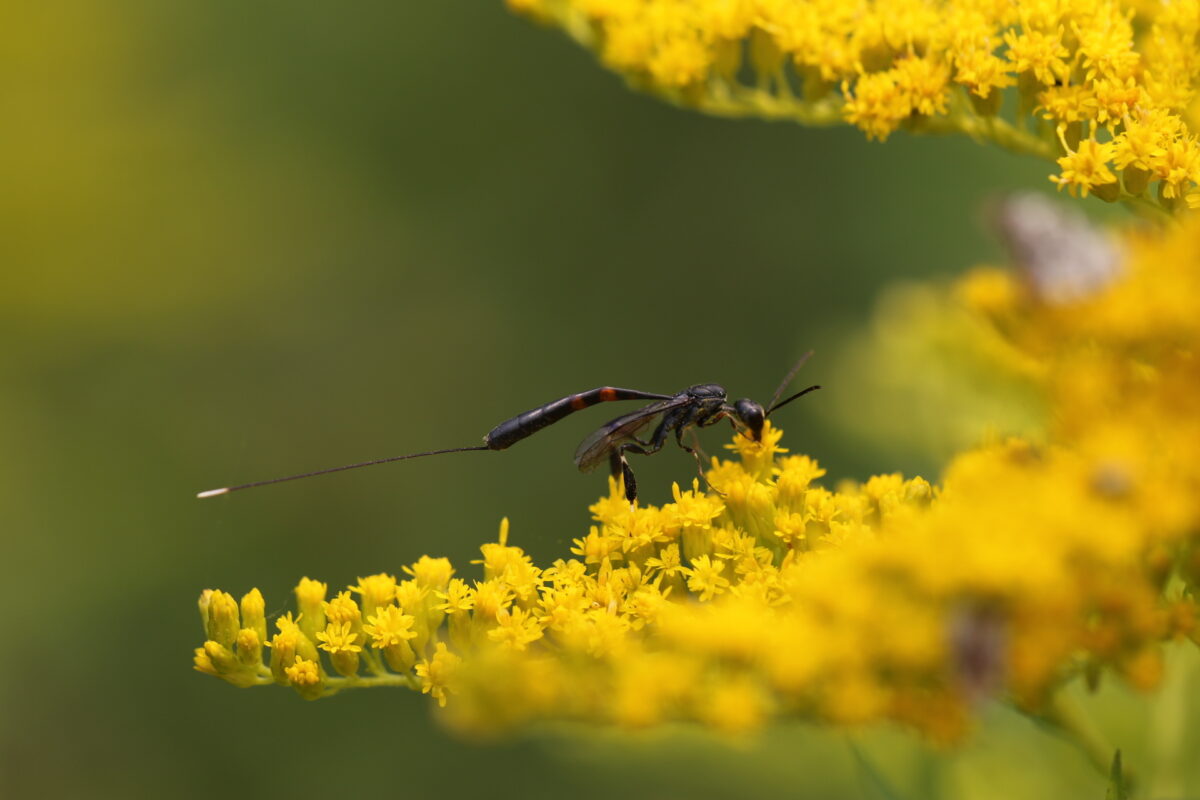 A female Carrot Wasp—a nightmare for a Masked Bee, but potential pollinator for this goldenrod flower.  &copy; © Spencer Hardy