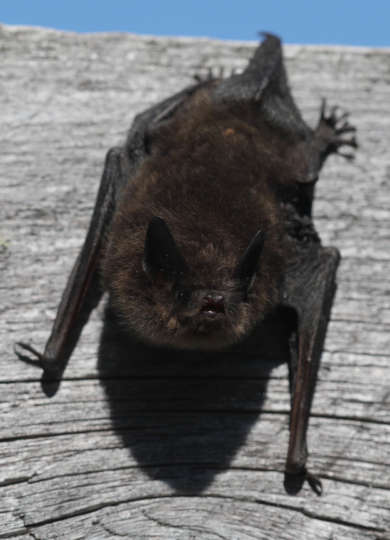 Little Brown Bat &copy; © Peter Hollinger