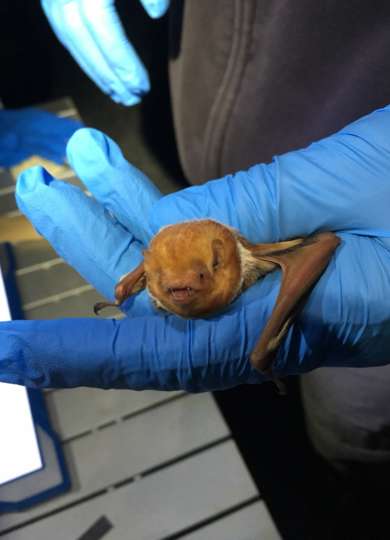 Eastern Red Bat &copy; © Lara Wilbur