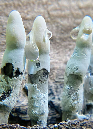 Dead Man's Fingers &copy; © Meg Madden