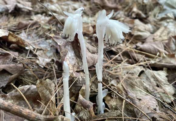 Ghost Pipes &copy; © Ryan Rebozo