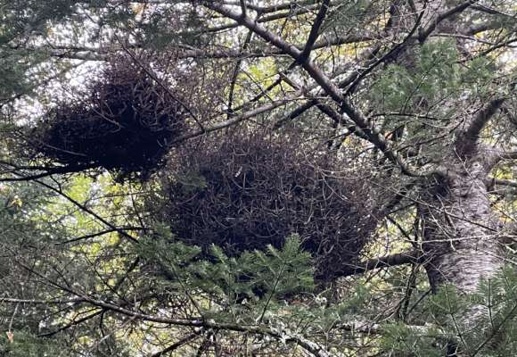Witches' Brooms &copy; © Ryan Rebozo