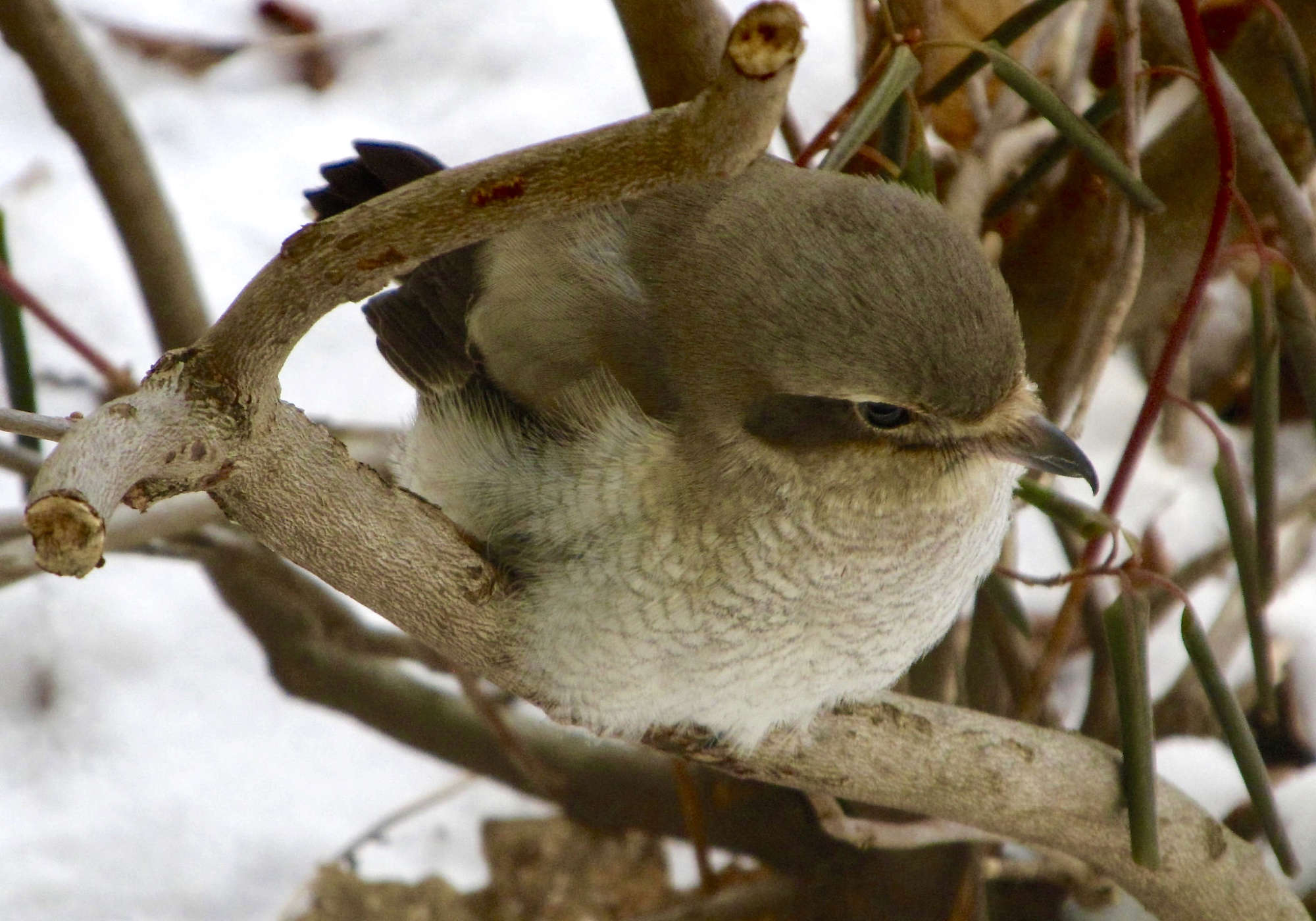 A closeup of a Northern Shrike as it recovers from hitting a window. &copy; © Louis Megyesi
