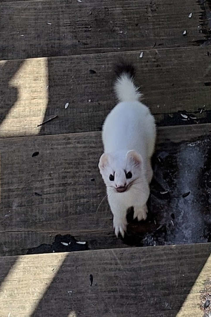 Short-tailed weasel seen in Groton, Vermont and photographed by Virginia Clark on March 28th 2019. © Virginia Clark