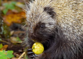 September 2022 Photo-observation of the Month