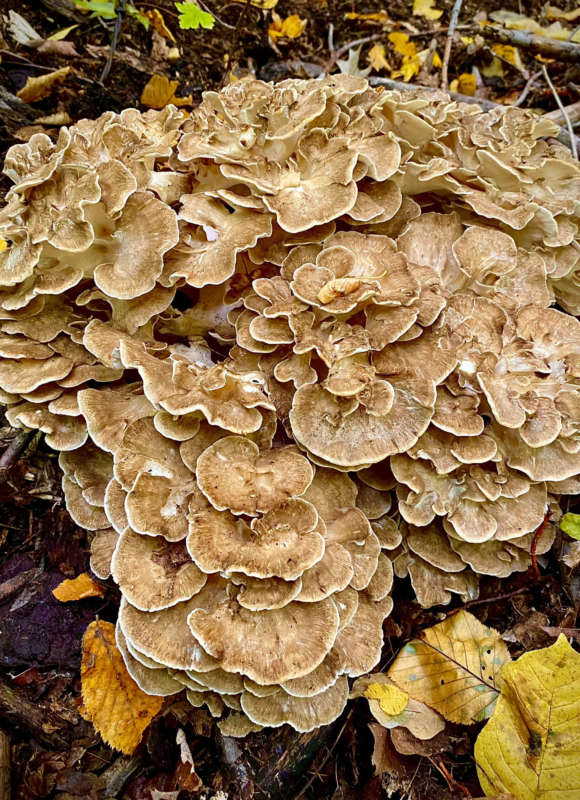 Hen of the Woods &copy; Meg Madden