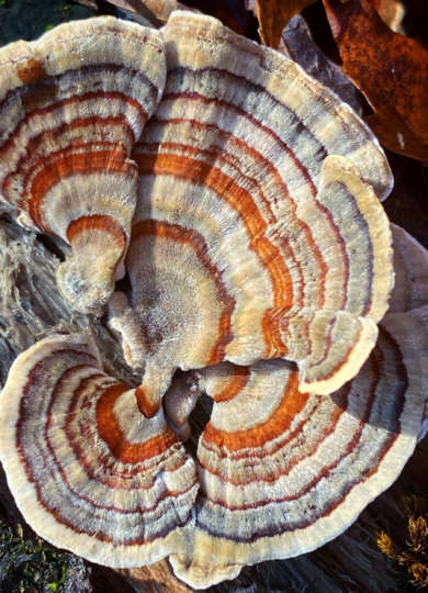 Turkey Tails &copy; Meg Madden