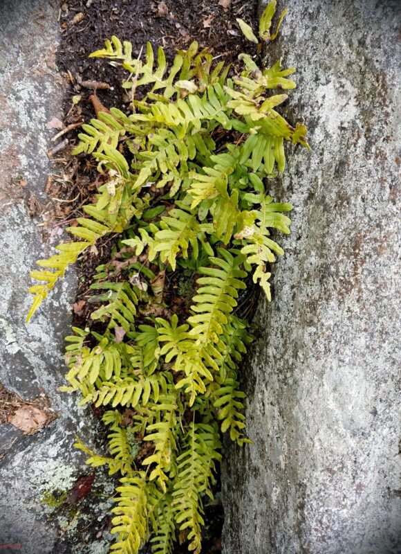 Rock Polypody <i>(Polypodium virginianum)</i> &copy; © Micki Colbeck