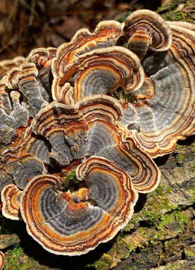 Turkey Tails &copy; Meg Madden