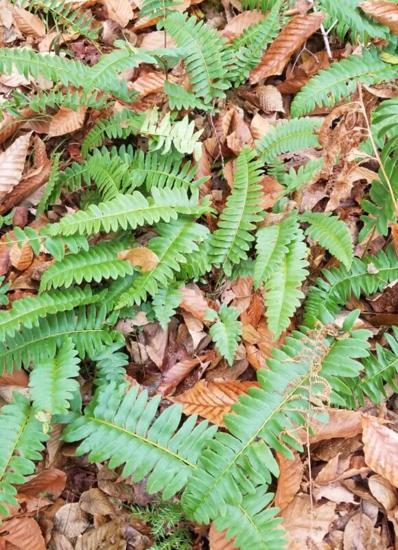 Christmas Fern <i>(Polystichum acrostichoides)</i> &copy; © Micki Colbeck