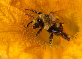 VAL Director Provides Testimony on Proposed Neonicotinoid Ban