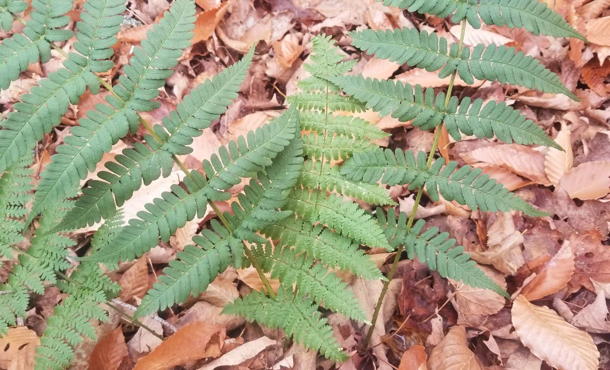 <i>Dryopteris intermedia</i> and <i>Dryopteris marginalis</i> growing together © Micki Colbeck