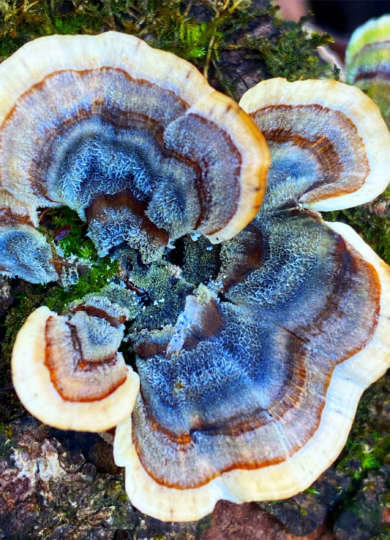 12968, , Turkey-Tail-Blue-2_390x540_acf_cropped, , , image/jpeg, https://media.vtecostudies.org/wp-content/uploads/2022/11/08181512/Turkey-Tail-Blue-2_390x540_acf_cropped.jpg, 390, 540, Array, Array Meg Madden