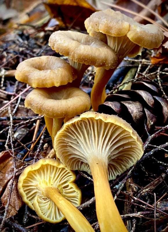 12964, , Yellowfoot-Chanterelle_580x800_acf_cropped, , , image/jpeg, https://media.vtecostudies.org/wp-content/uploads/2022/11/08181529/Yellowfoot-Chanterelle_580x800_acf_cropped.jpg, 580, 800, Array, Array Meg Madden