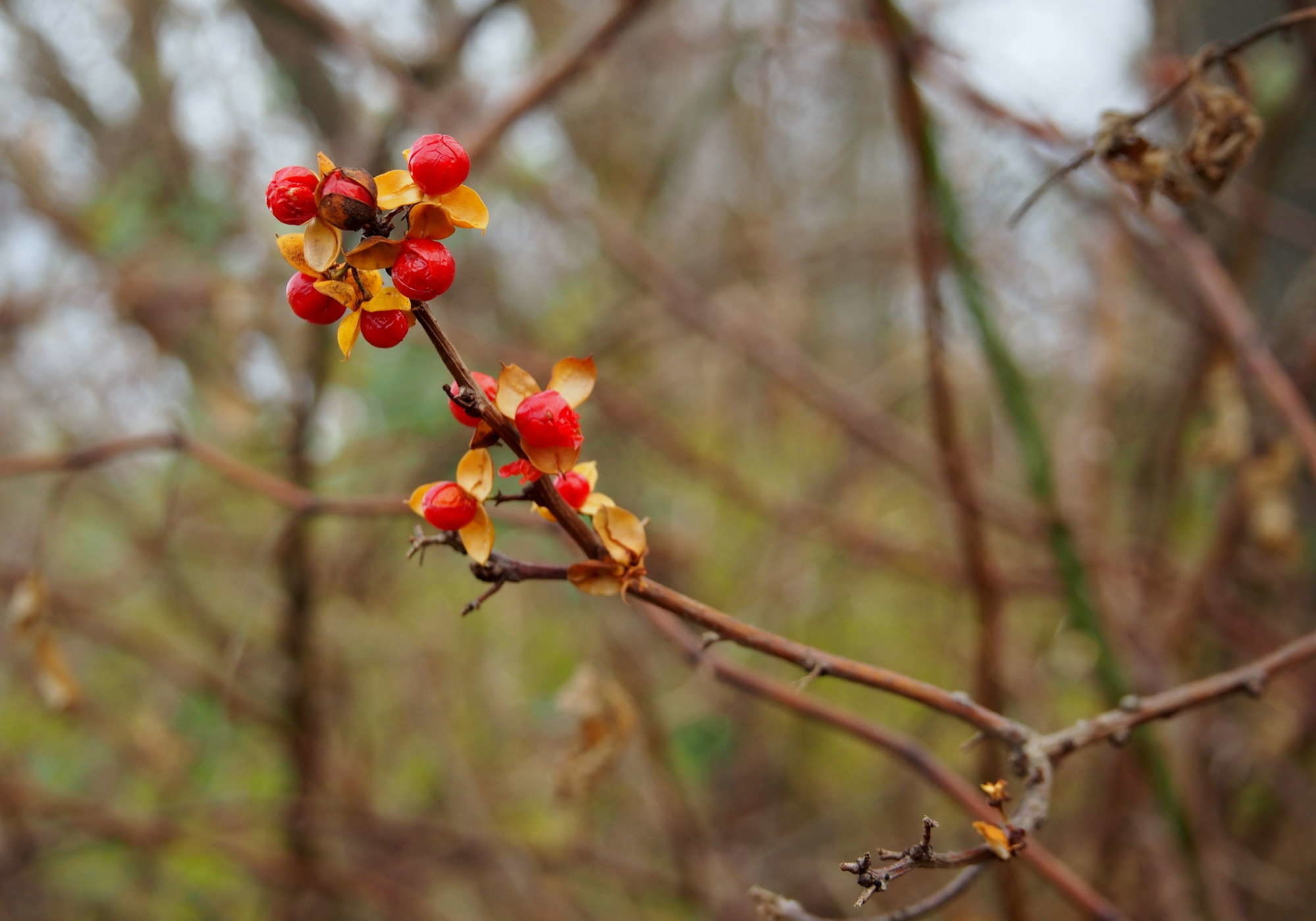 Oriental Bittersweet © Susan Elliott licensed under CC-BY-NC