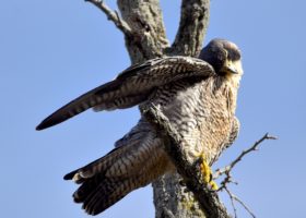 October 2022 Photo-observation of the Month