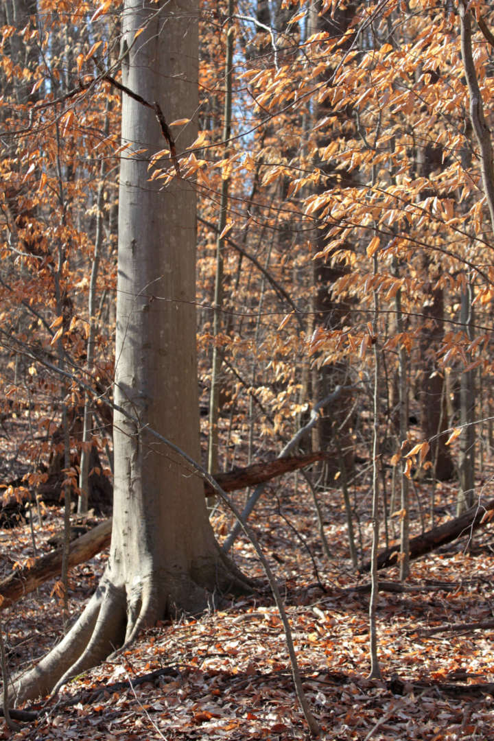 American Beech in winter &copy; NatureServe, public domain