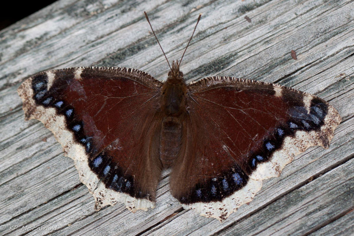 Mourning Cloak gathering sun after a long winter. &copy; © K.P. McFarland
