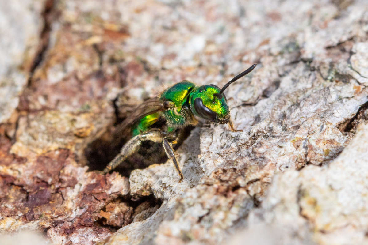 Pure Green Sweat Bees &copy; © Spencer Hardy