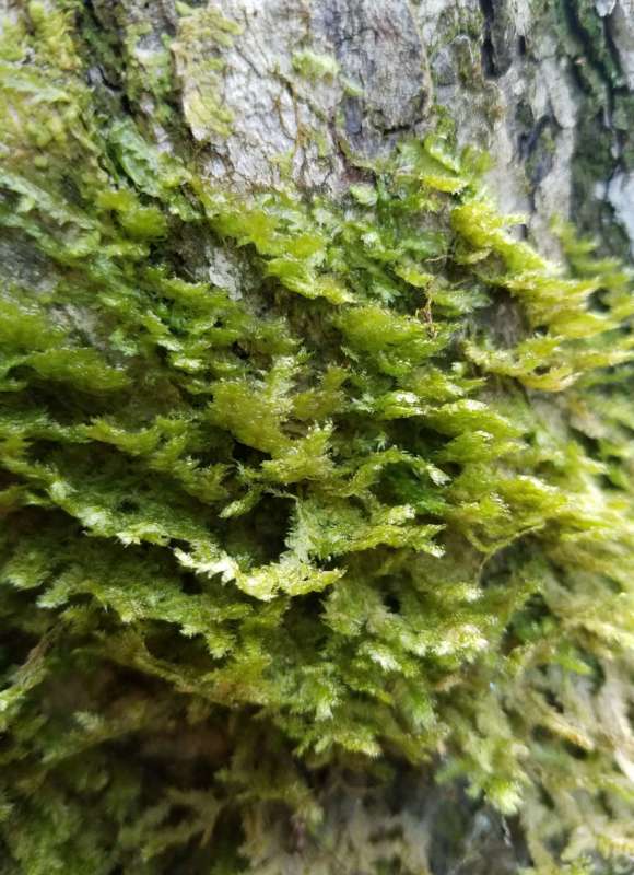 Neckera pennata &copy; © Micki Colbeck