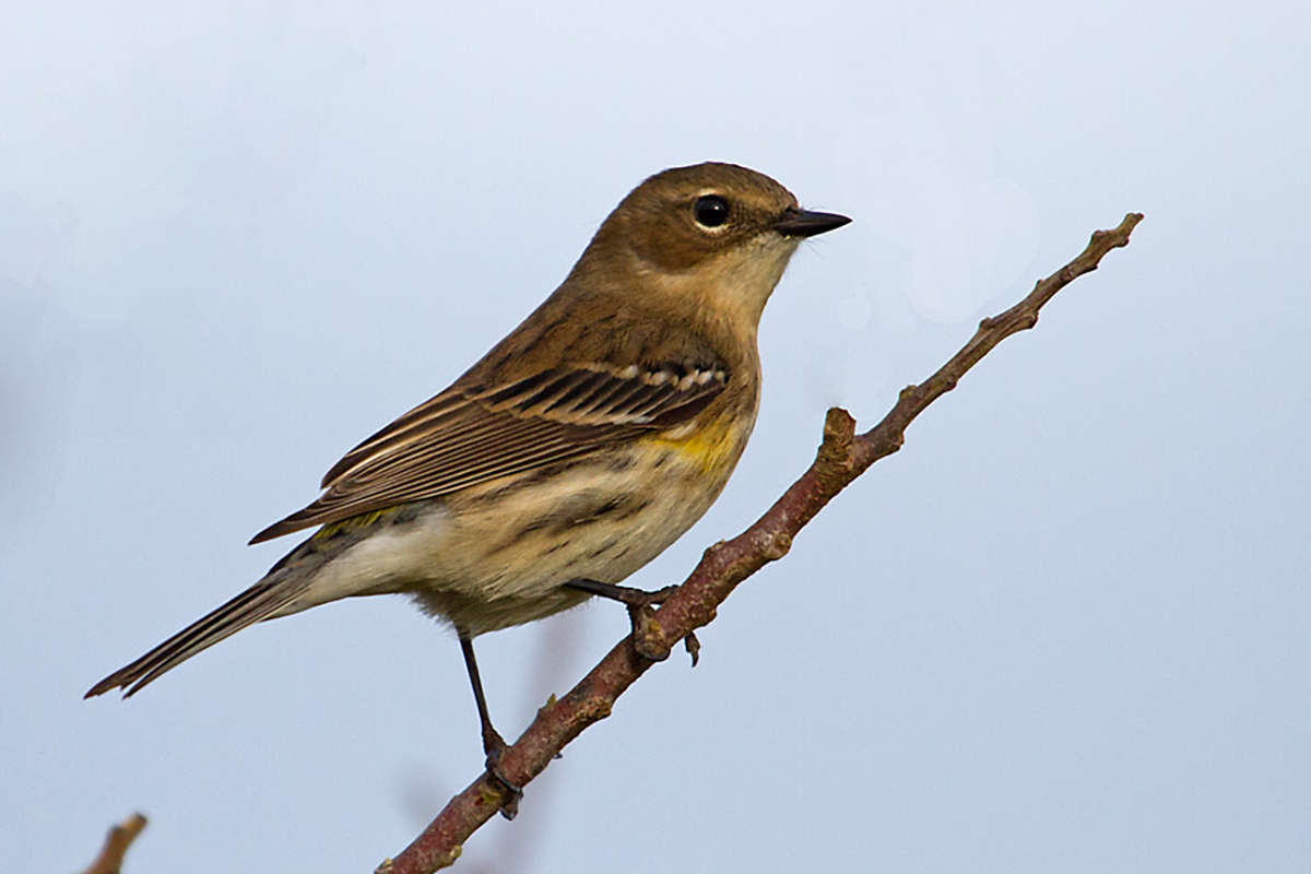 Yellow-rumped Warbler &copy; © Bryan Pfeiffer