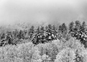 Field Guide to December 2022