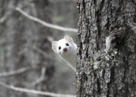 November 2022 Photo-observation of the Month