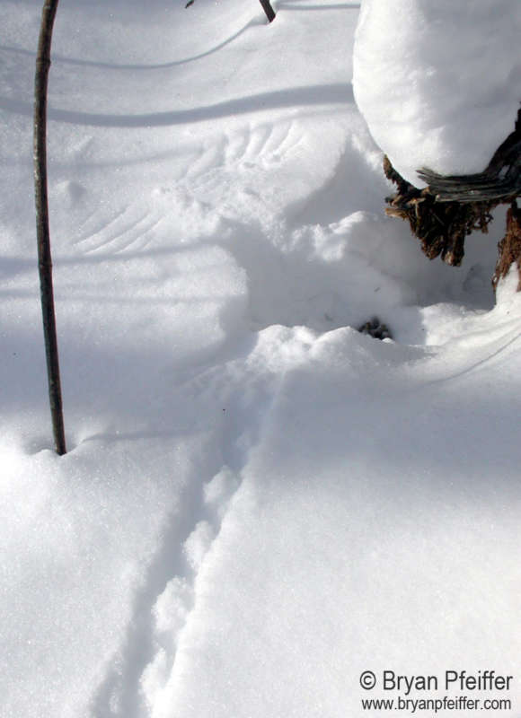 Ruffed Grouse walking tracks, a pile of scat, and then a wing print left after lift-off. &copy; © Bryan Pfeiffer