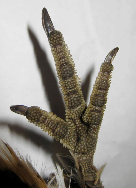 Close-up of a Ruffed Grouse foot.  &copy; © Larry Clarfeld