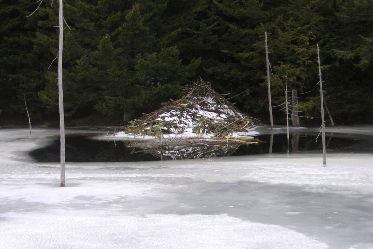 A winter beaver lodge with a food cache in front of it. &copy; © Nate Harvey