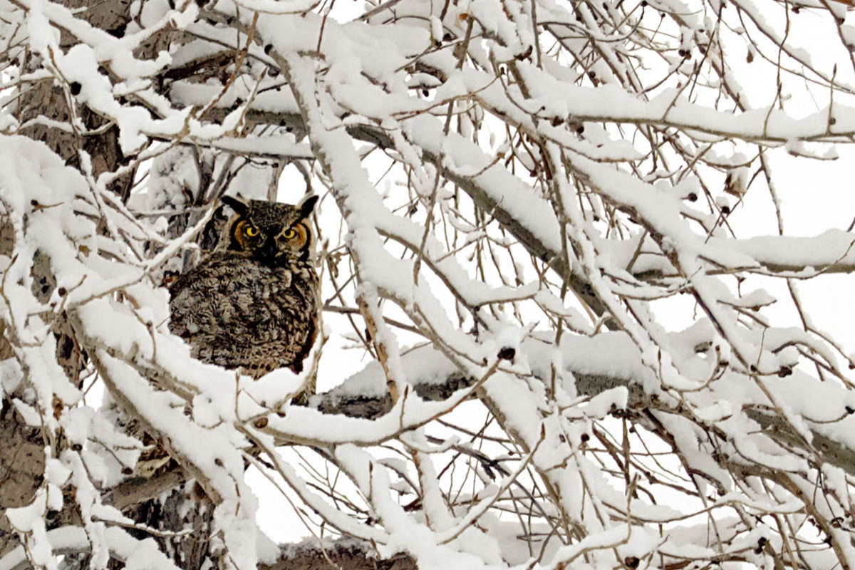 Great Horned Owl in winter. &copy; © Kyle Wasinger