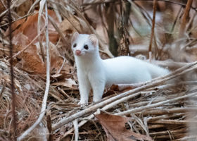 December 2022 Photo-observation of the Month