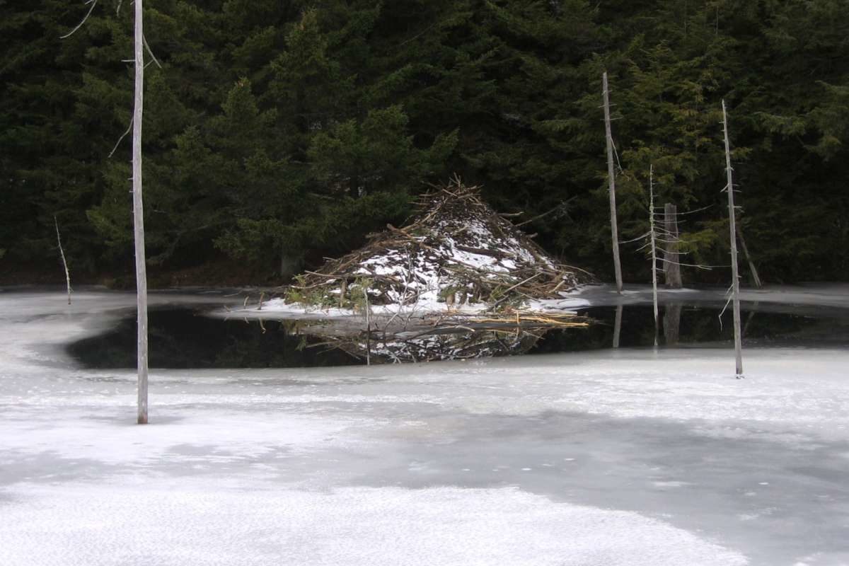 A winter beaver lodge with a food cache in front of it. © Nate Harvey