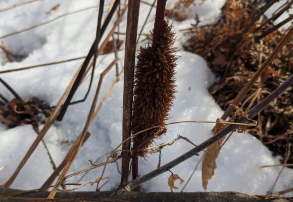 <em>Eremnophila aureonotata</em> &copy; © Bernie Paquette