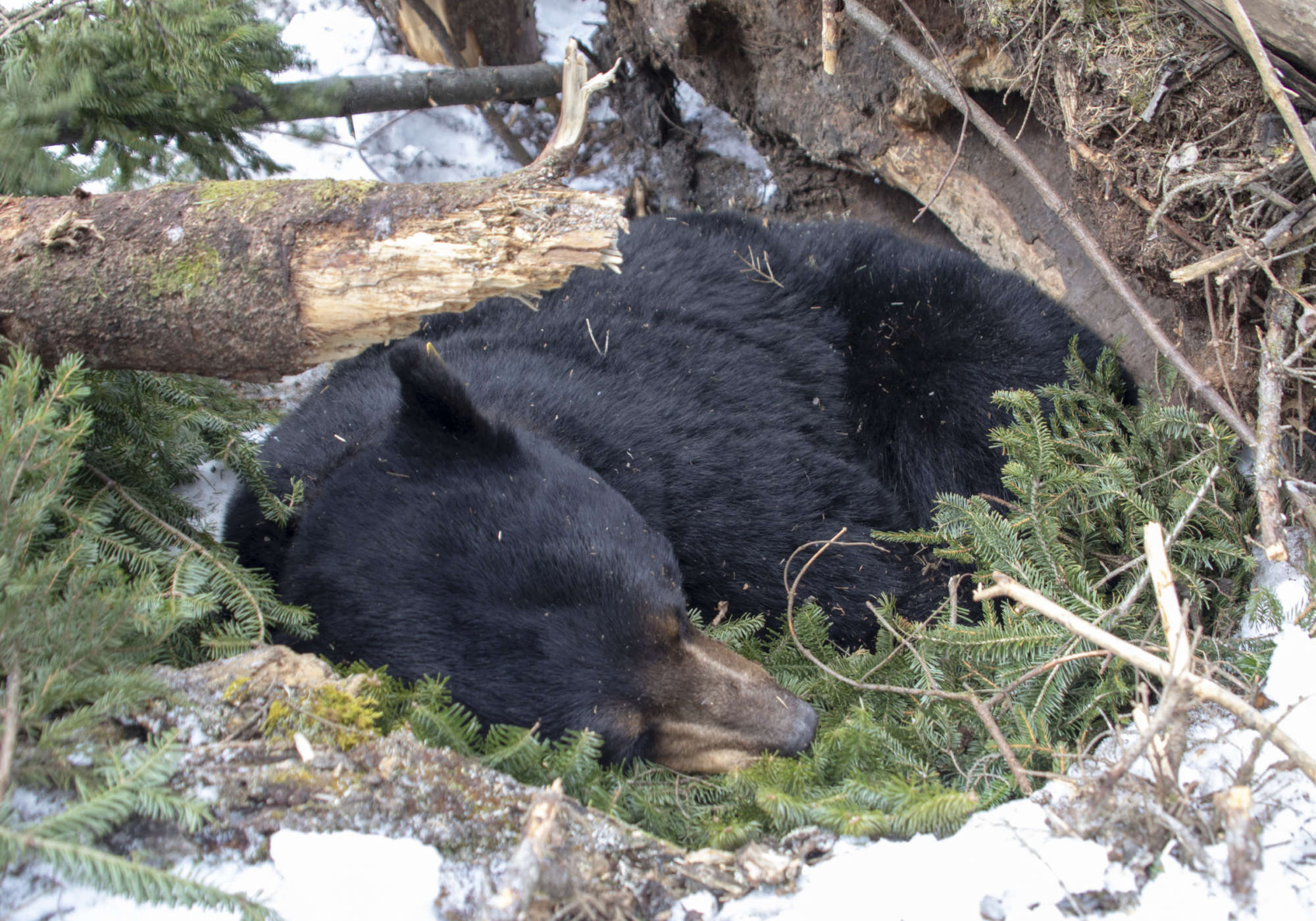 Stark the Black Bear rests on his bed of balsam fir in his den after being checked by biologists. Soon after this image was taken, they covered his den back over with the logs, sticks, and snow to let him rest for the remainder of winter.  &copy; © K.P. McFarland